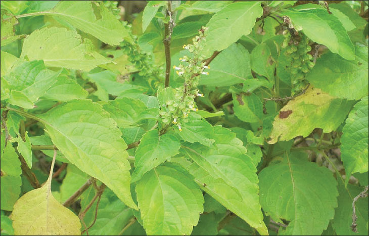 எலுமிச்சைத்துளசி