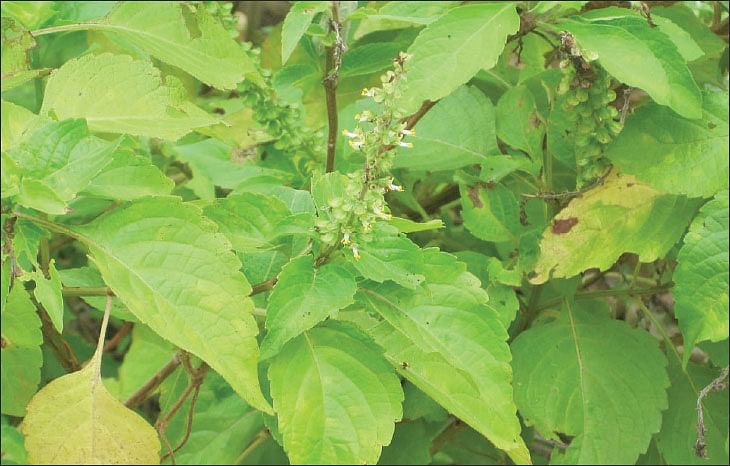 எலுமிச்சைத்துளசி