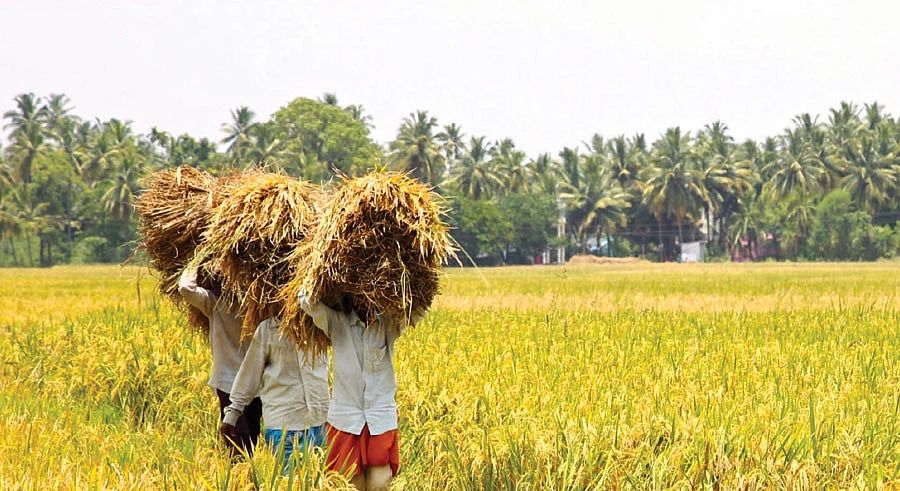 நெல்லுக்கு ஆதார விலை... பி.ஜே.பி-யின் சதுரங்க விளையாட்டு!