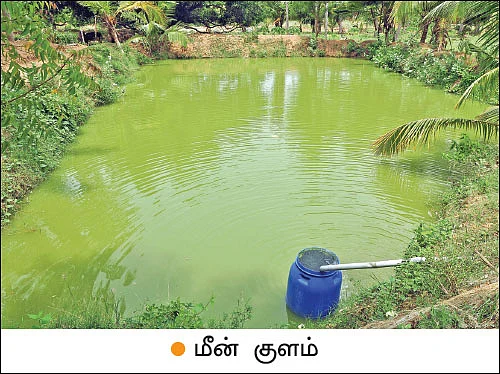 பணம் குவிக்கும் பண்ணைத்தொழில்கள் - 9 - கலக்கல் லாபம் தரும் கலப்பின மீன் வளர்ப்பு!