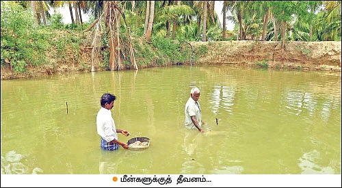 பணம் குவிக்கும் பண்ணைத்தொழில்கள் - 9 - கலக்கல் லாபம் தரும் கலப்பின மீன் வளர்ப்பு!