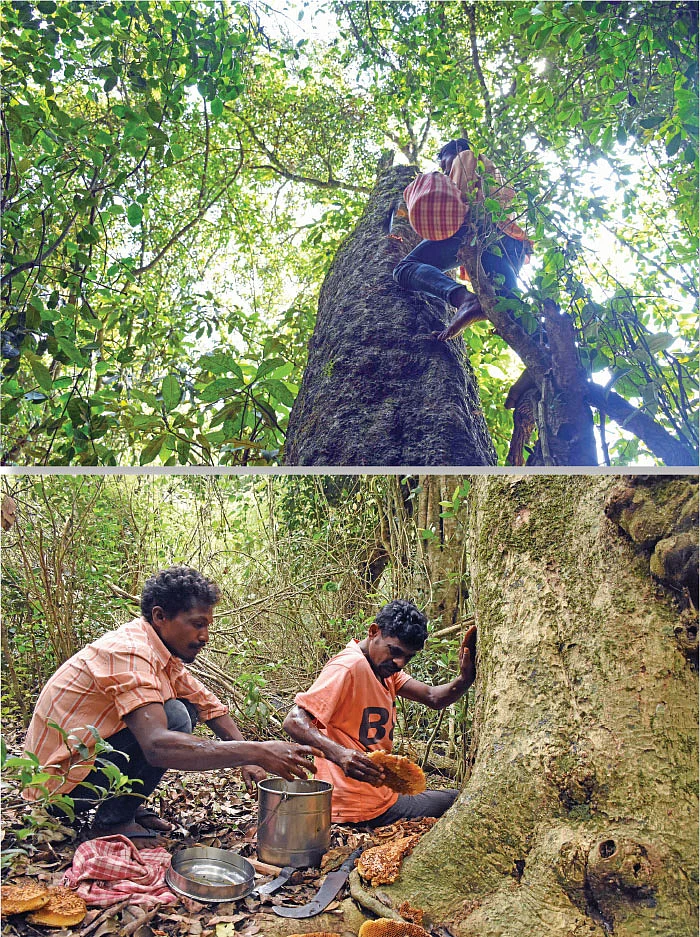 தேன் சேகரிக்கும் பழங்குடியினர்...