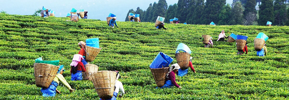 அஸ்ஸாம் தேயிலைத் தோட்டம்