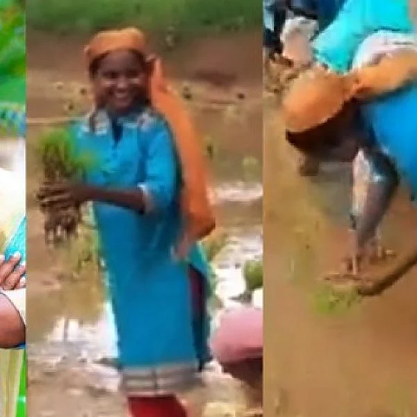 `நானும் ஒரு விவசாயி!'- நடவுப் பணியைத் தொடங்கினார் உங்கள் எம்.பி