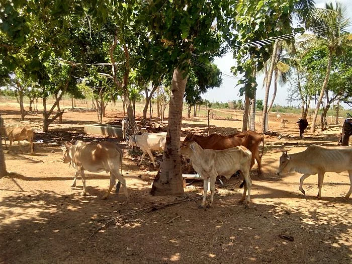 ஆஸ்திரேலிய வேலை டு இயற்கை விவசாயம்... ஒருங்கிணைந்த பண்ணையத்தில் அசத்தும் இளைஞர்!