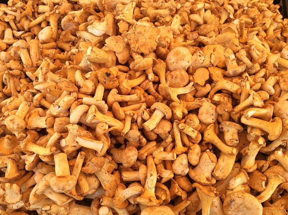 ஏற்றுமதி காளான்
