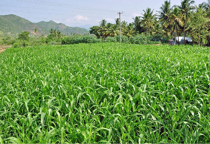 தீவனப்பயிர்கள்...