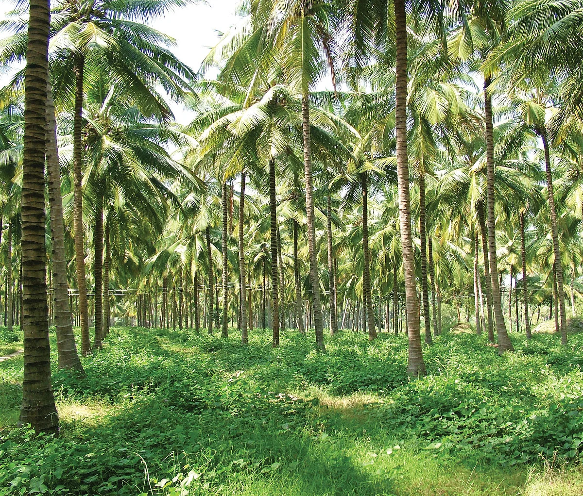 நீங்கள் கேட்டவை: ரூ. 50 லட்சம் மானியம் தரும் தென்னை வளர்ச்சி வாரியம்!