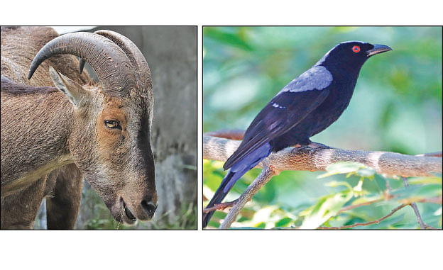 வரையாடு, காட்டு நீலக்குருவி