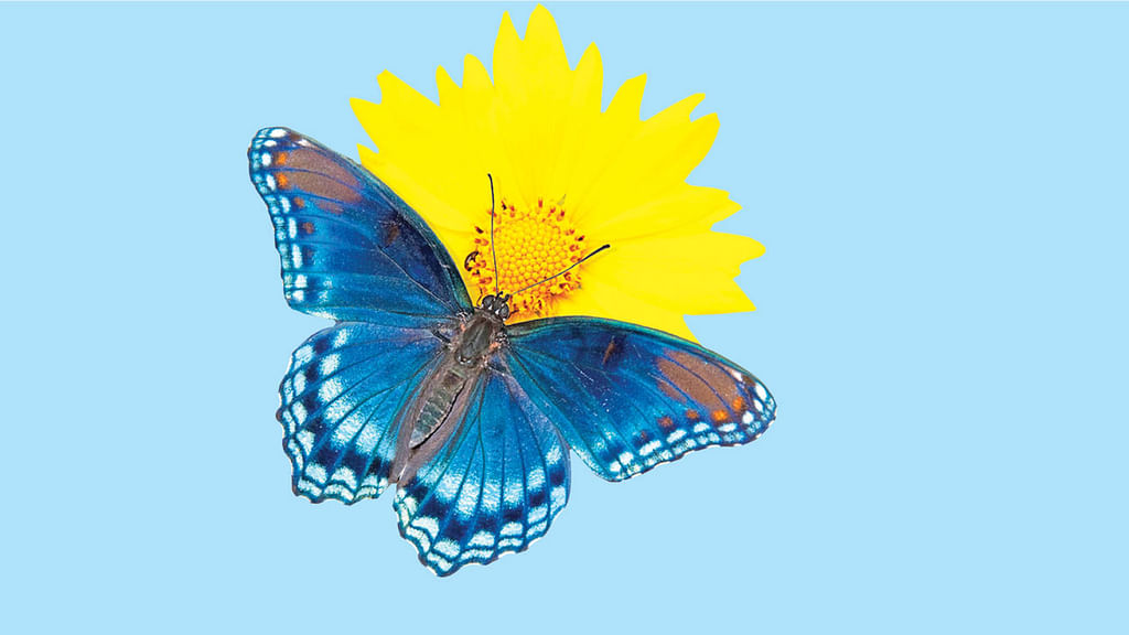 பூச்சி