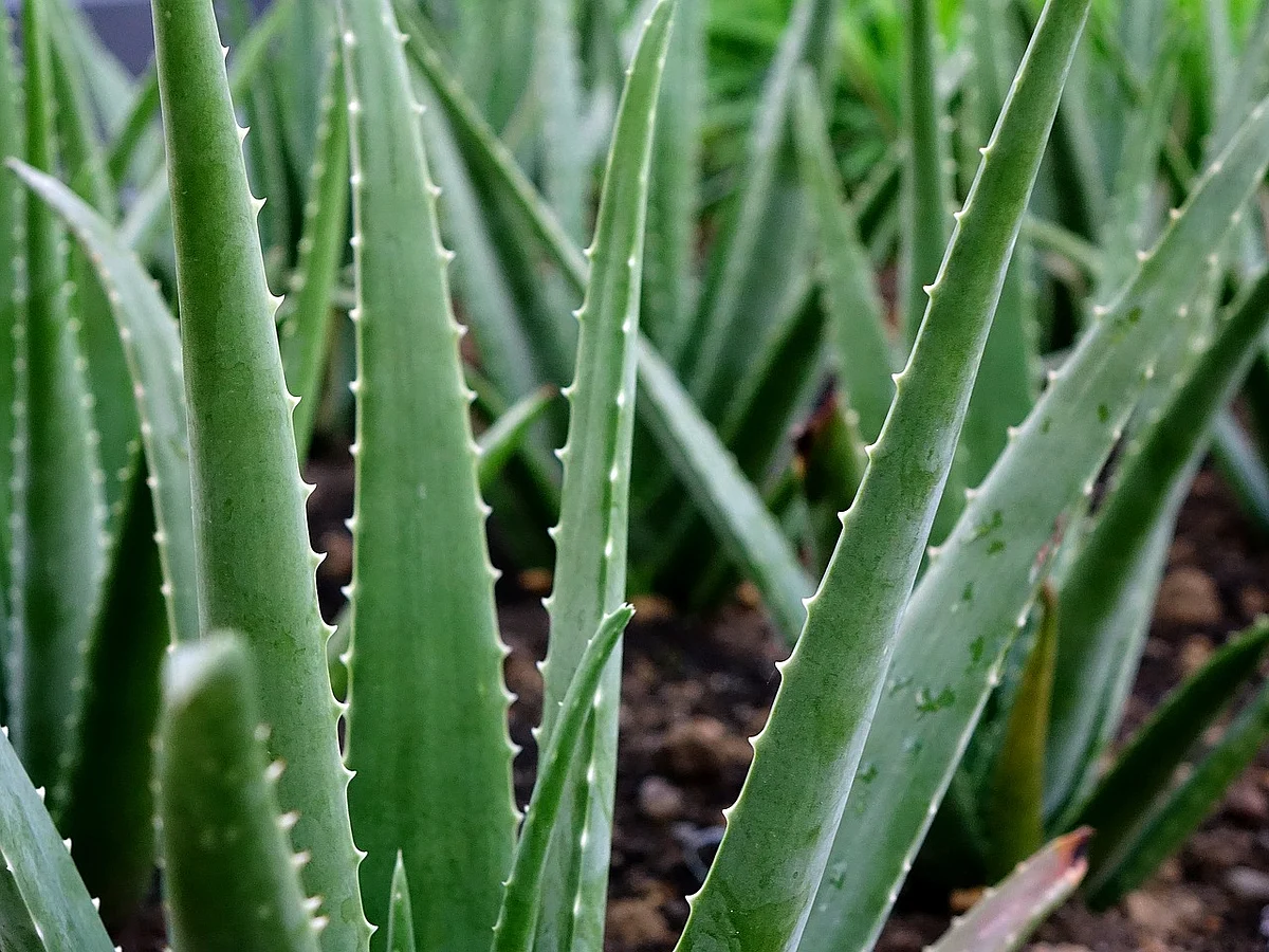 Aloevera