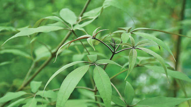 Chaste tree