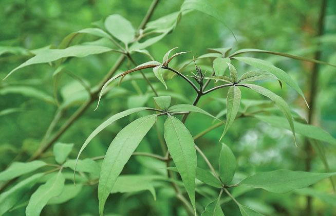 Chaste tree