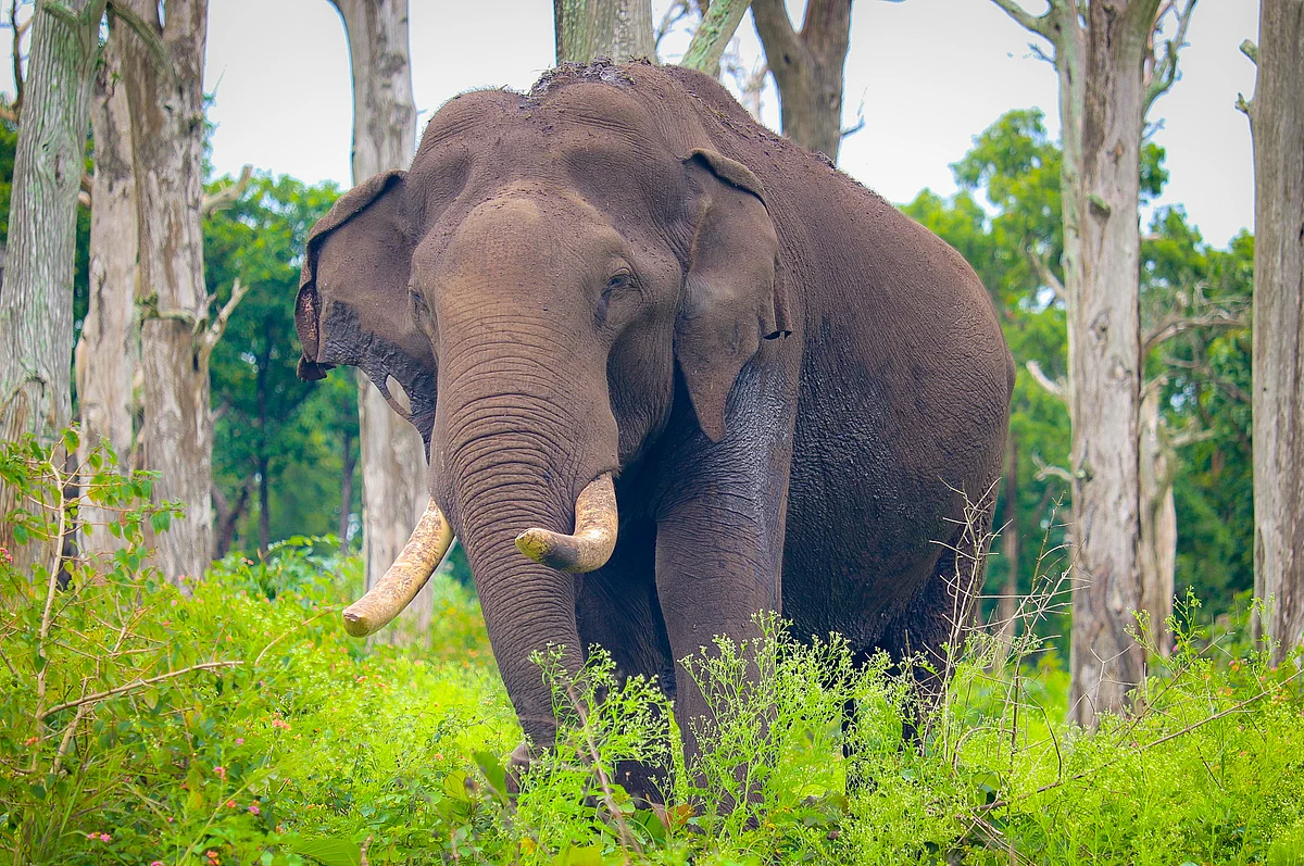யானை