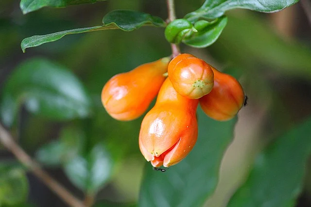 மாதுளை