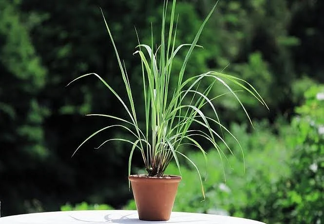 Lemon grass
