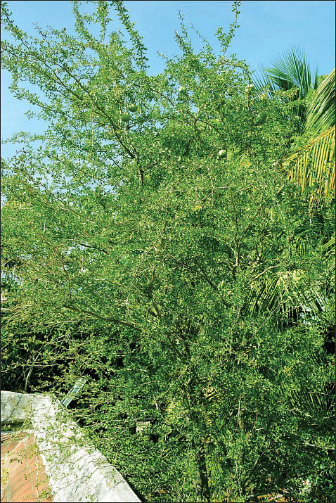 வில்வம்
