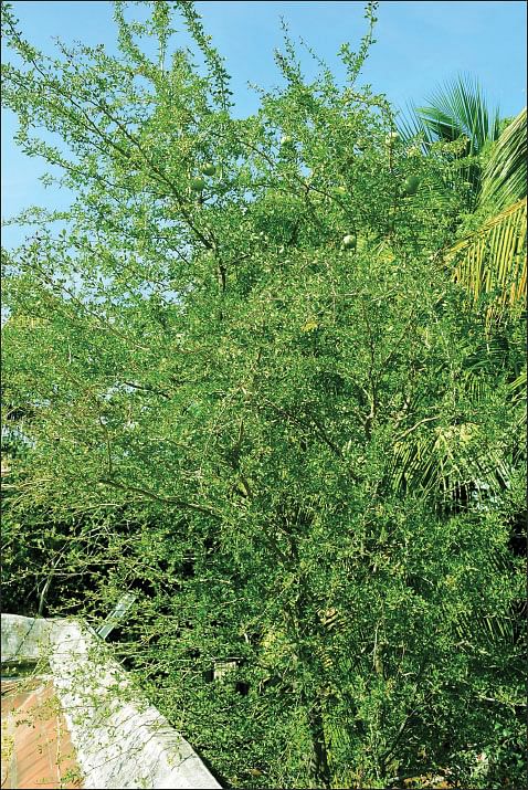  வில்வம்