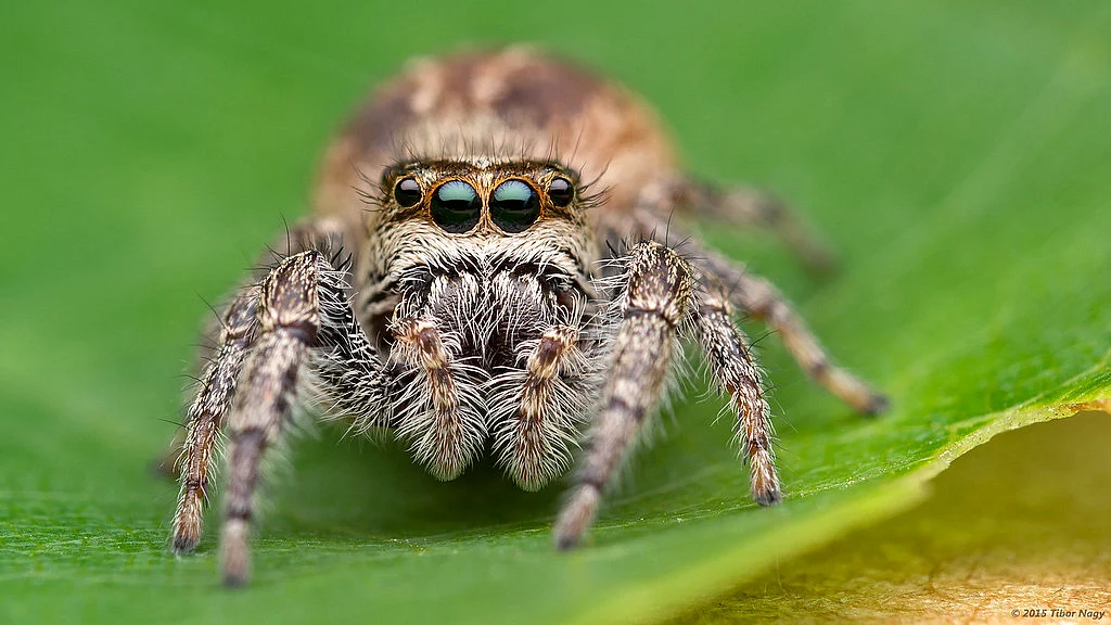 SPIDER