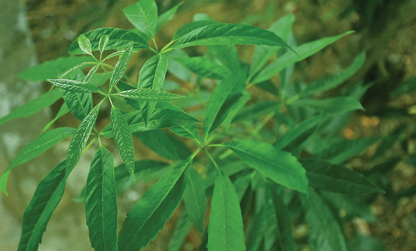 Vitex trifolia