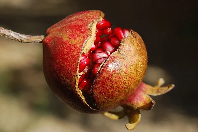 மாதுளை