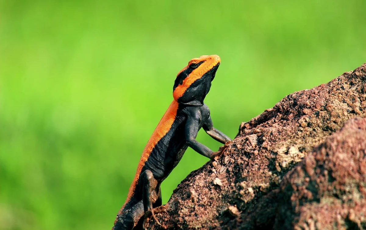 ஓணான்கள்