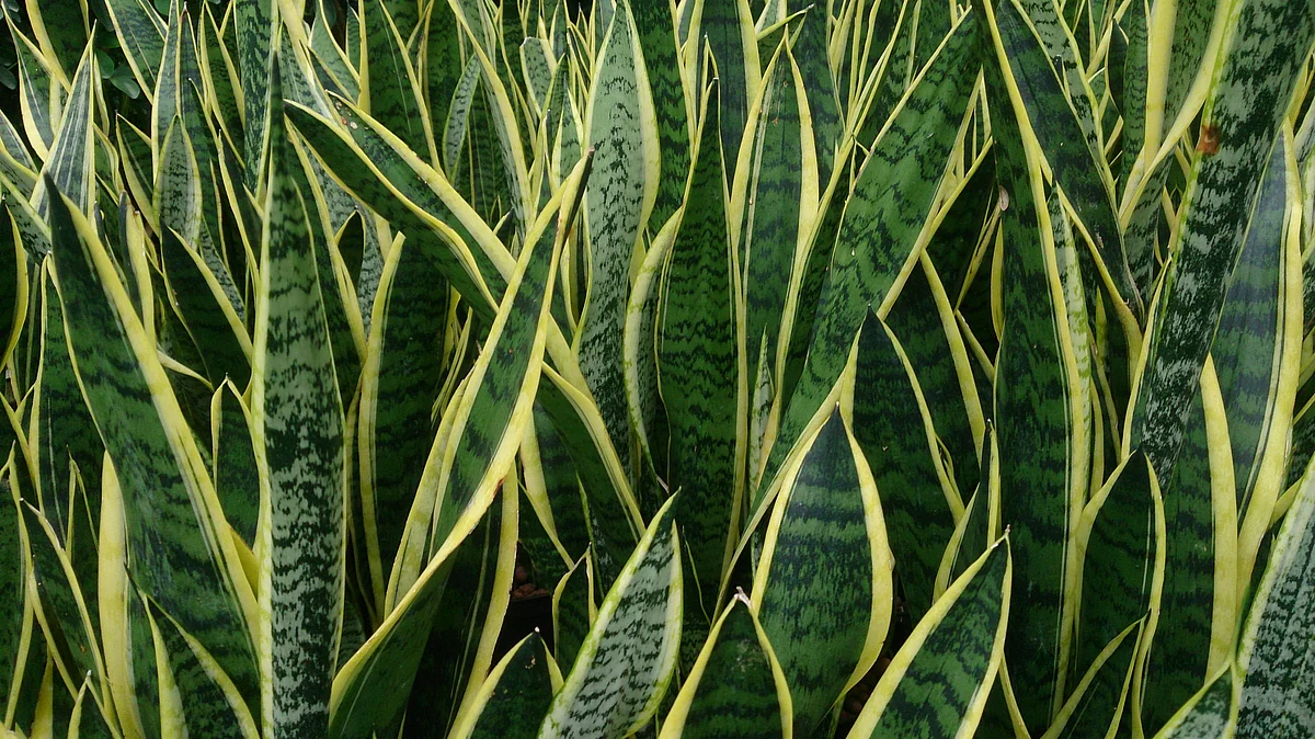 snake plant