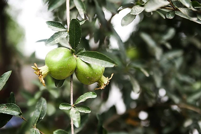 மாதுளை