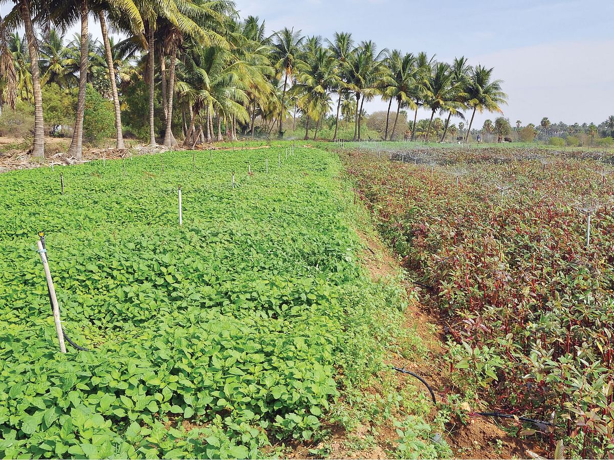 கீரைகள்… மூர்த்தி சிறிது… கீர்த்தி பெரிது!