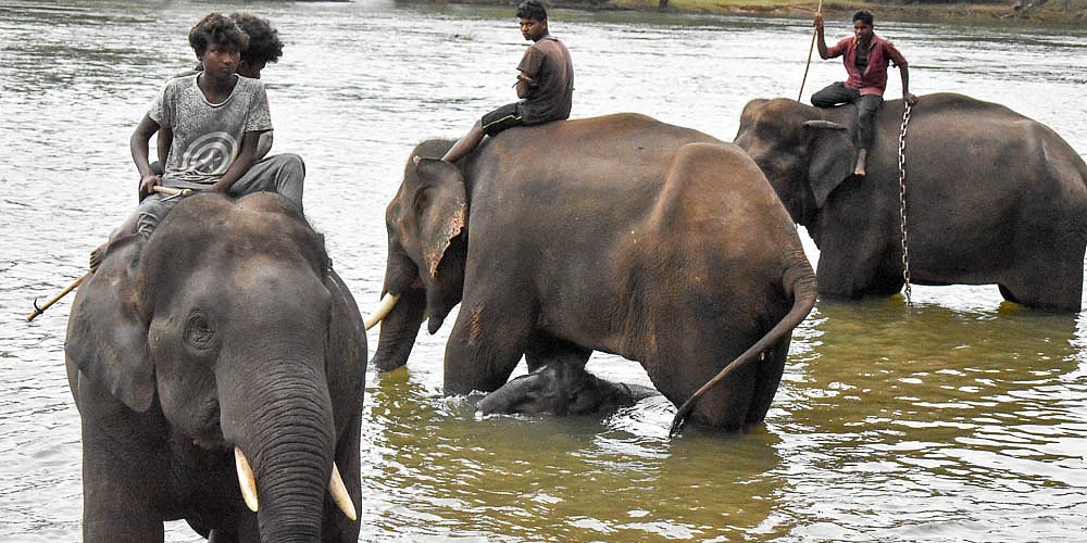 #WorldElephantDay