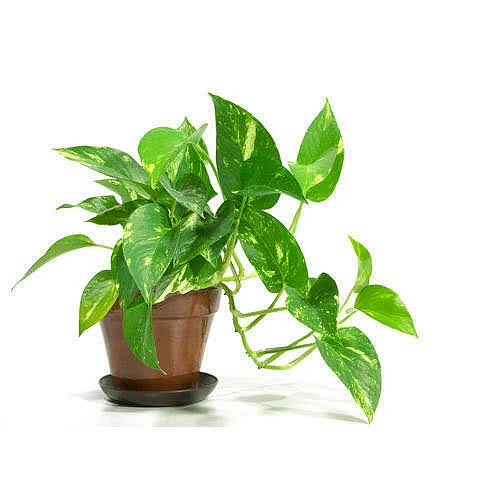 Money Plant