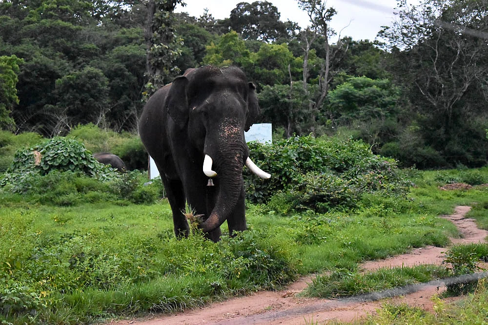 Elephant