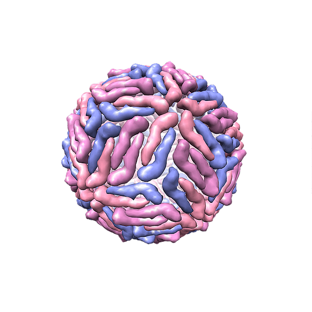 Dengu virus