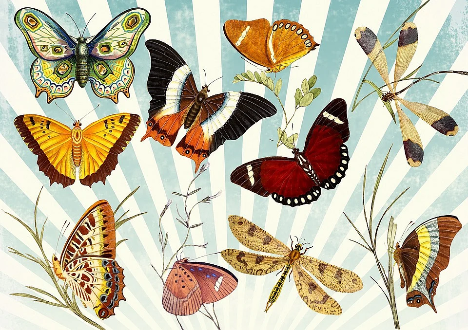 butterfly