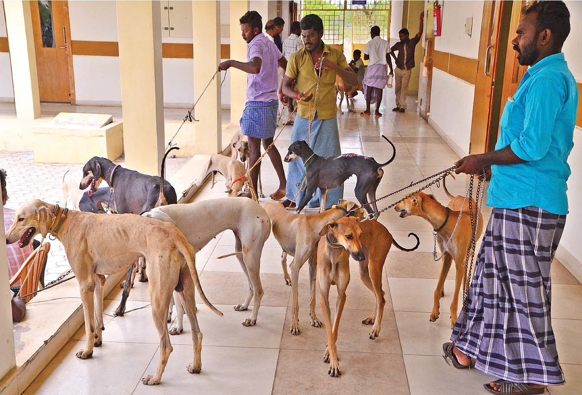 முகாமில் நாட்டுநாய்கள்