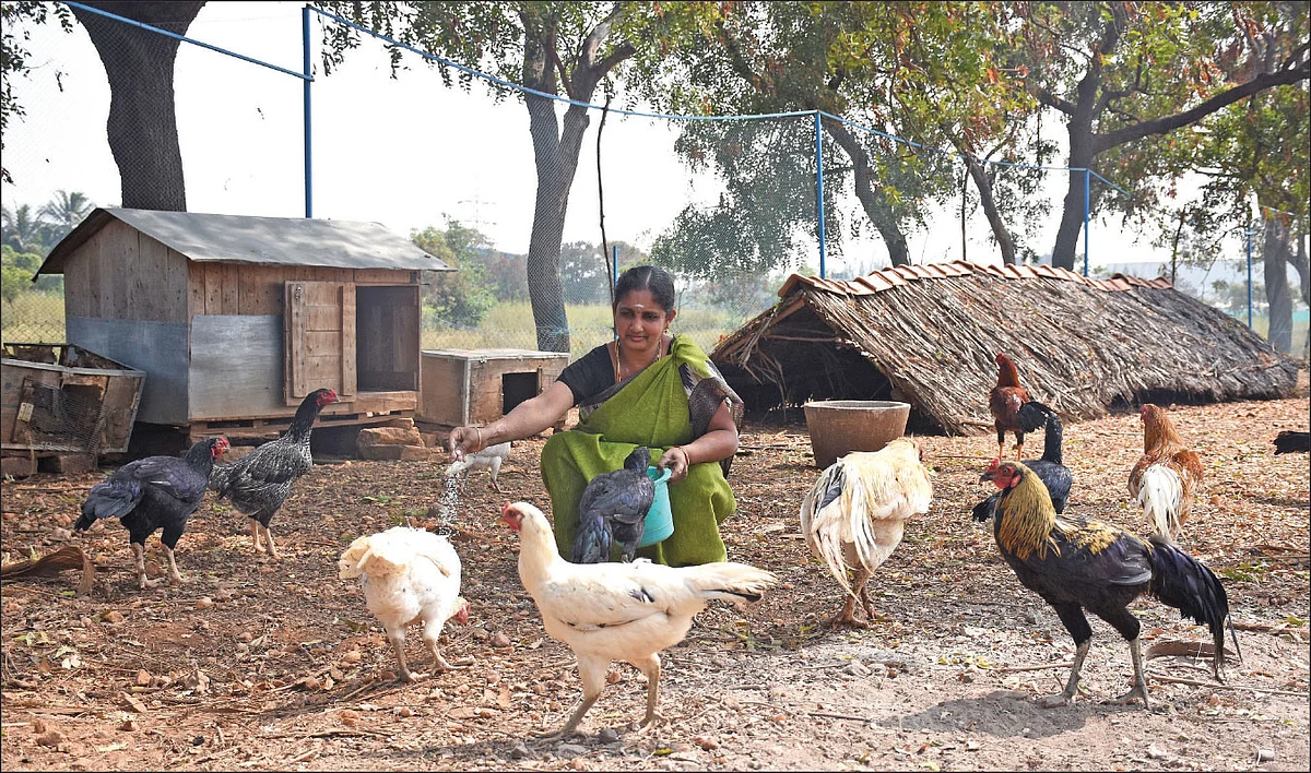 நாட்டுக்கோழிகளுடன் தங்கமணி