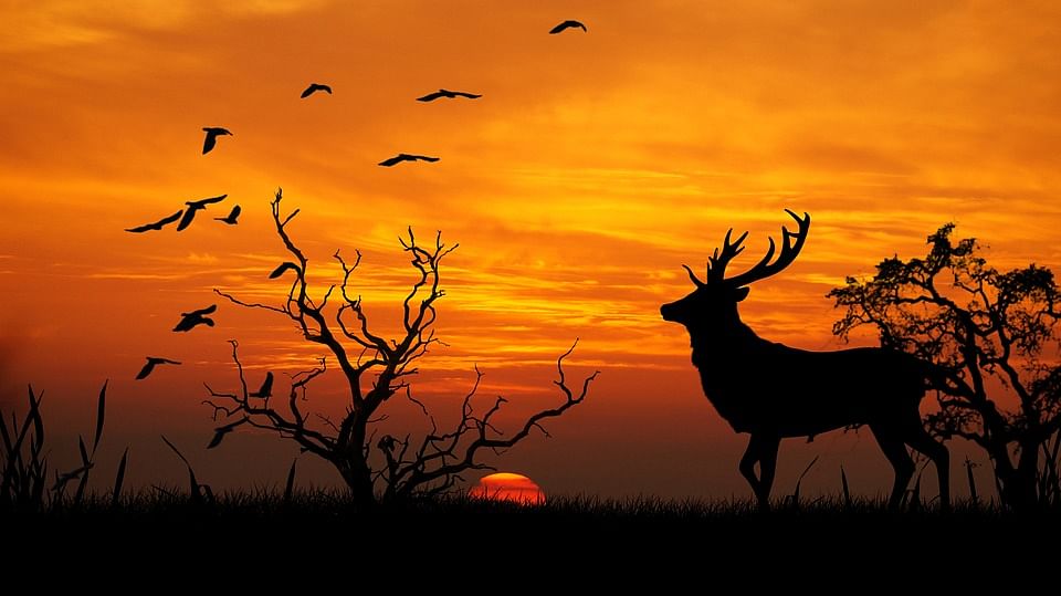 deer