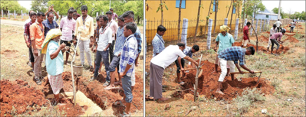 கிளைகளை நடவு செய்யும் பணியில்...