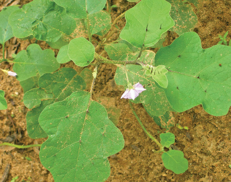 முள்ளுக்கத்திரி