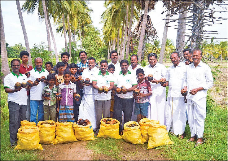 பனைவிதைச் சேகரிப்பில் கிரீன் நீடா அமைப்பினர்