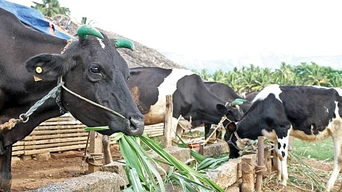 கால்நடைகள்