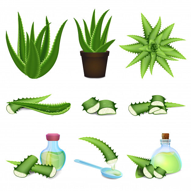 Aloe vera