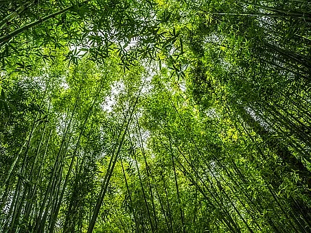பச்சைத் தங்கம்... ஆக்சிஜன் உருளை மூங்கில்! #WorldBambooDay