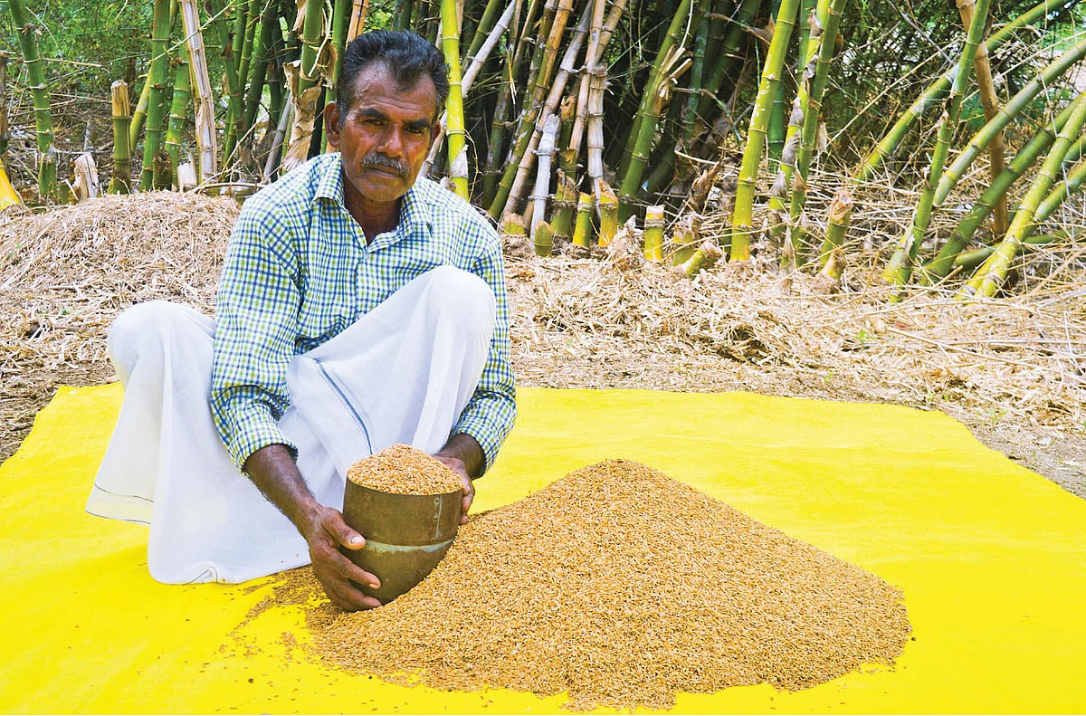 அறுவடையான நெல்லுடன் பரமசிவம்