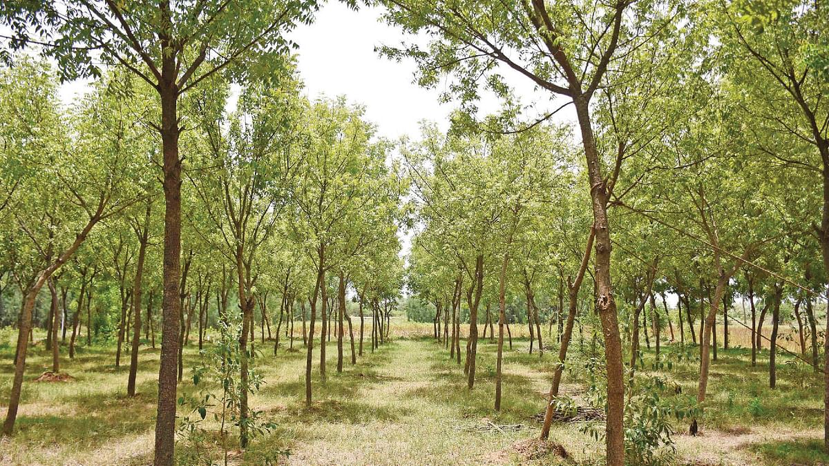 Neem Trees