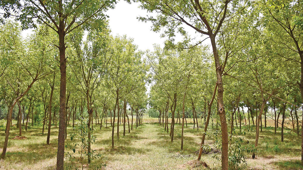 Neem Trees