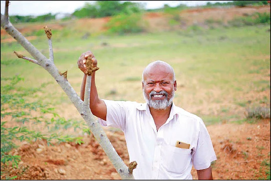 மரக் கிளைகளை நடும் ‘போத்து நடவு முறை!’