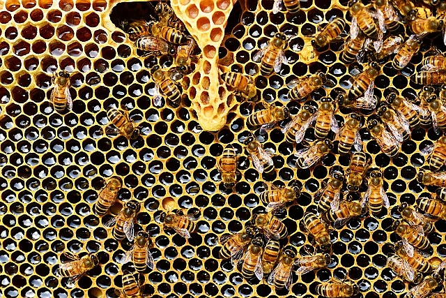 Honey