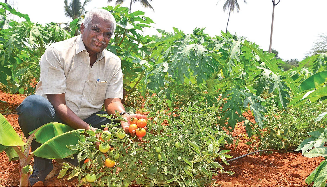 தனது தோட்டத்தில் நாட்ராயன்