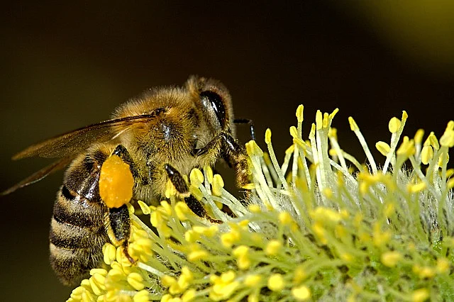 Honey